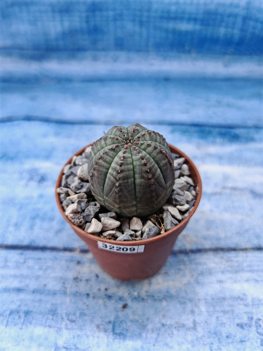Euphorbia Obesa (Эуфорбия)