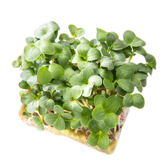 Семена для проращивания редиса Белокрайка (Гавриш)