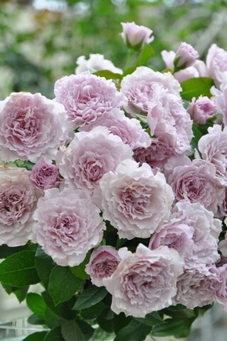 Либеллула (Libellula)