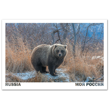 Медведь перед залеганием в берлогу. Курильское озеро, Камчатка