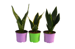 Сансевиерия д.12