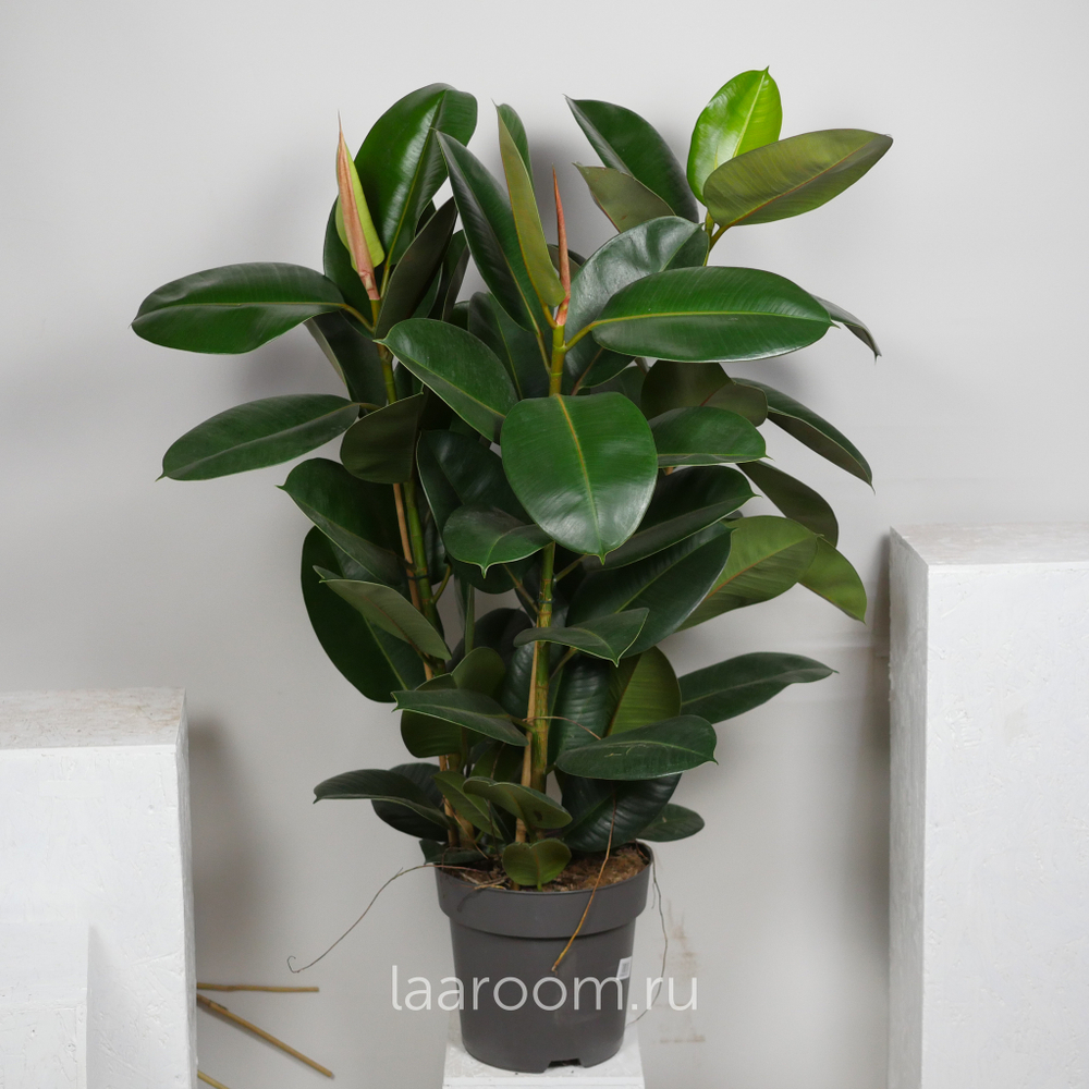 Фикус эластика Робуста 3 ств 27/120