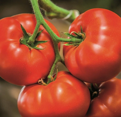 БИГ БИФ F1 семена томата (Seminis | Alexagro)