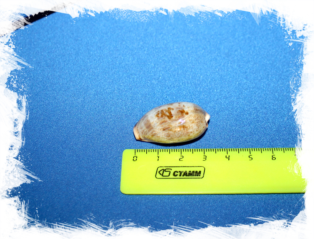 Ципрея каурика элонгата