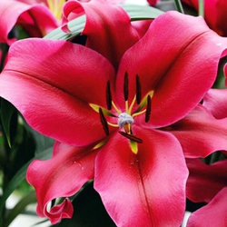 Лилия Ред Дезаер 3шт размер 18/20 Закупка М67 апрель 2026