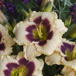 Лилейник Блюберри Кэнди С2