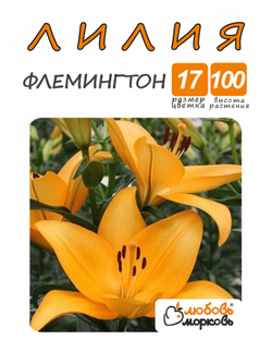 Лилия Луковица, Флемингтон, разбор 20/22,1шт