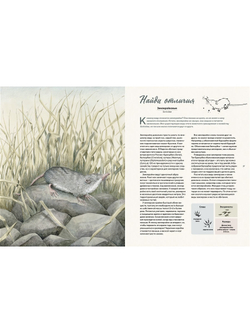 Наши соседи по планете. Рассказы о диких животных