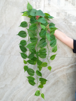 Искусственный плющ Сциндапсус ампельный 100см