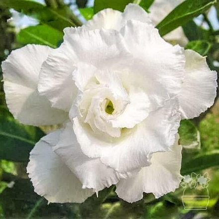 Адениум обесум SNOWWHITE