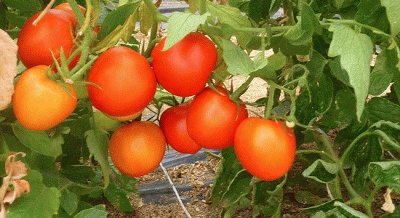 Магнус F1 семена томата полудетерминантного (Seminis / Семинис) – фото 9