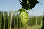 Хмель East Kent Goldings, 1 кг
