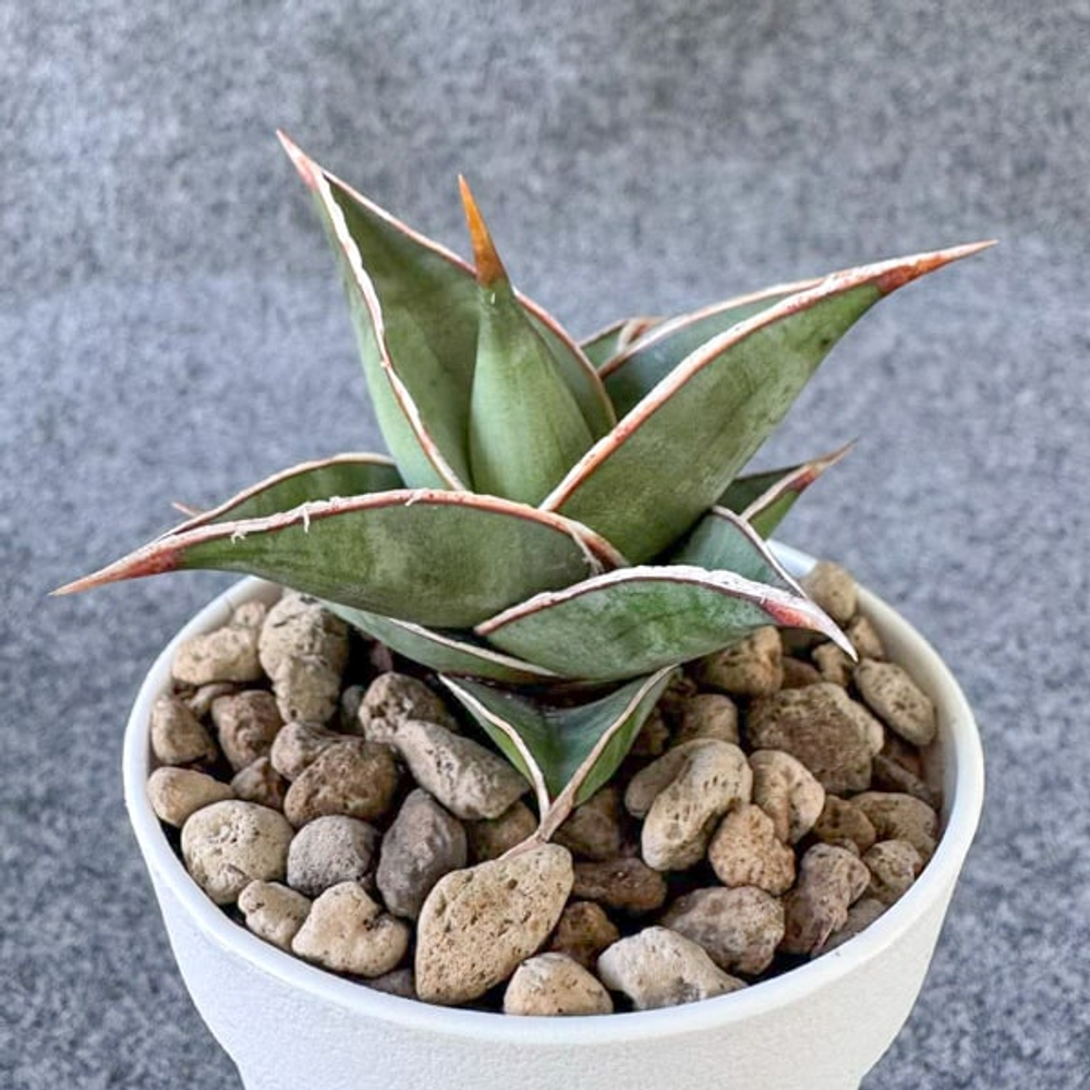 Сансевиерия PINGUICULA