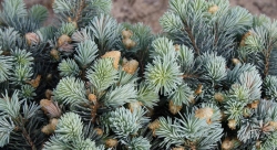 Ель колючая Джедделох С5 20-30 см Закупка М49 весна 2026