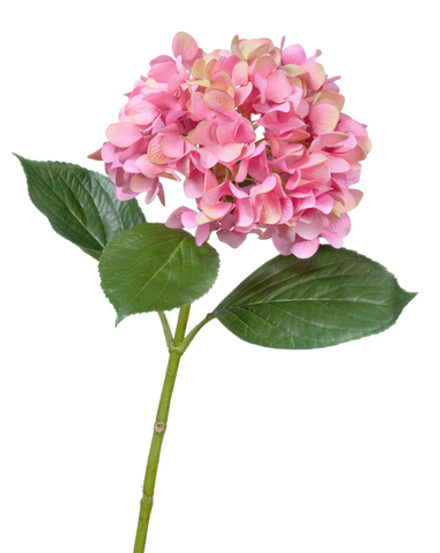 Гортензия "Grande Fiore" ярко-розовая, в-70 см, д-21 см