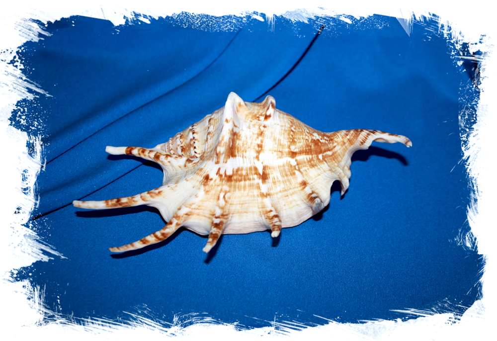 Ракушка ламбис ламбис