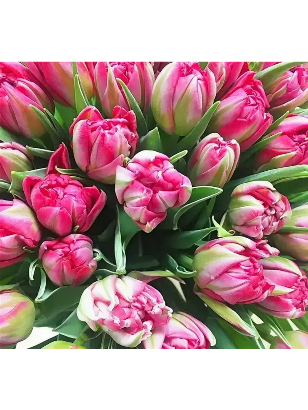 Тюльпаны пионовидные ,луковицы 12+ сорт COLUMBUS (3штуки)