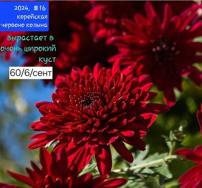 САЖЕНЦЫ ХРИЗАНТЕМЫ КОРЕЙСКАЯ №16 ЧЕРВОНО КОЛЫНА