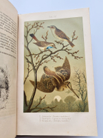 "Из царства пернатых. Популярные очерки из мира русских птиц". Д.Н.Кайгородов. 1892г.