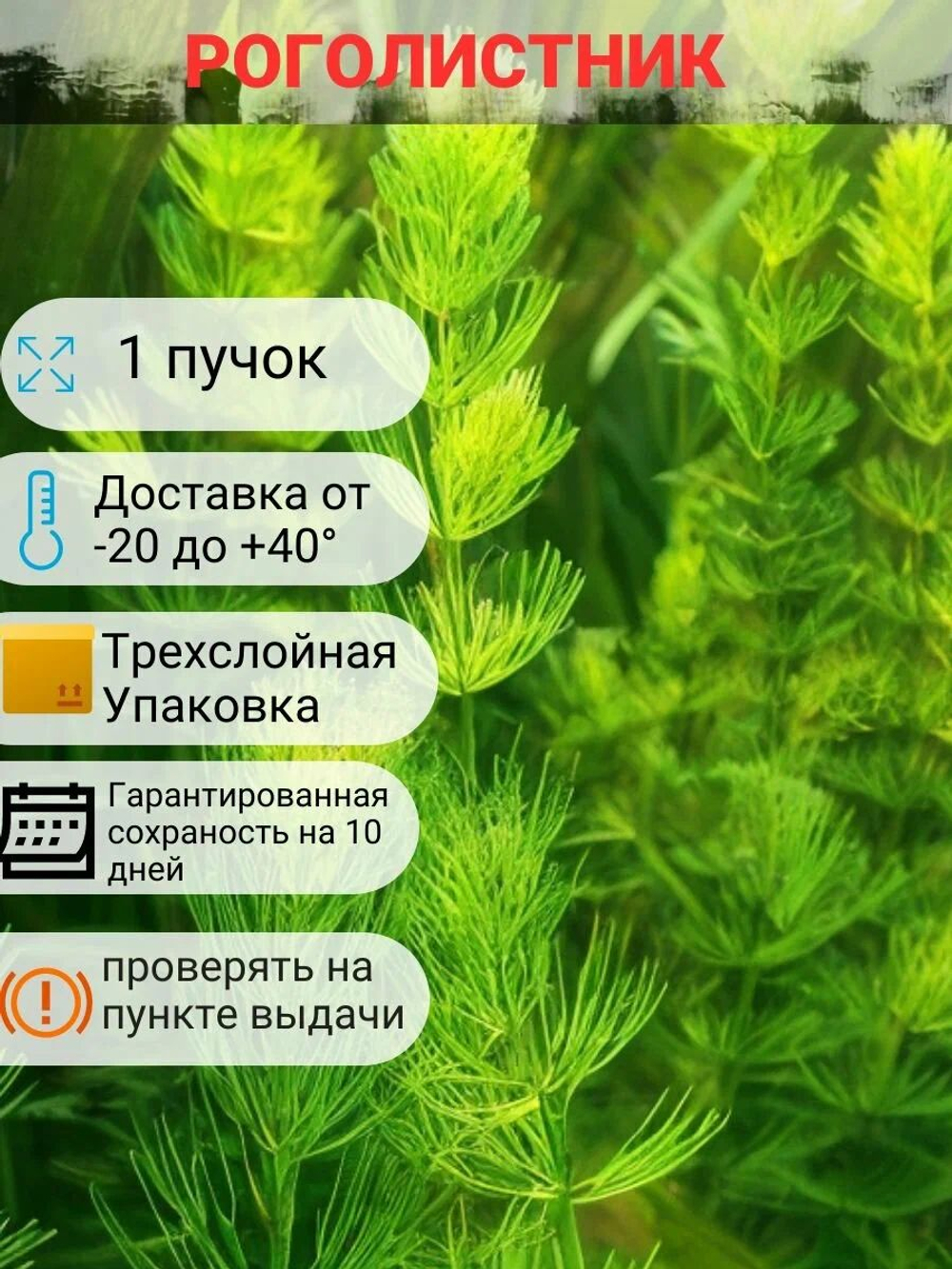 Роголистник. Живое неприхотливое аквариумное растение пучок от 5 веток