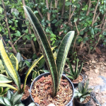 Сансевиерия BASEBALL VAR 1 LEAF