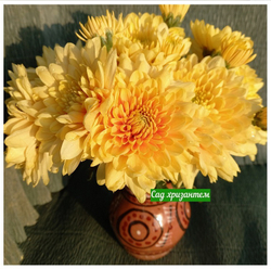 Хризантема одноголовая Champagne orange 🌼 о.47