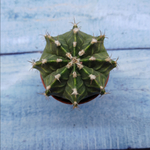 Gymnocalycium Friedrichii (Гимнокалициум)