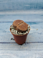 Lithops sp. (Литопсы)