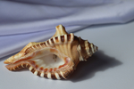 Циматиум перри (Cymatium perryi) 11 см., 1шт.