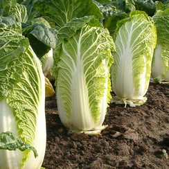 РИЧИ F1 семена капусты пекинской (Sakata | Alexagro)