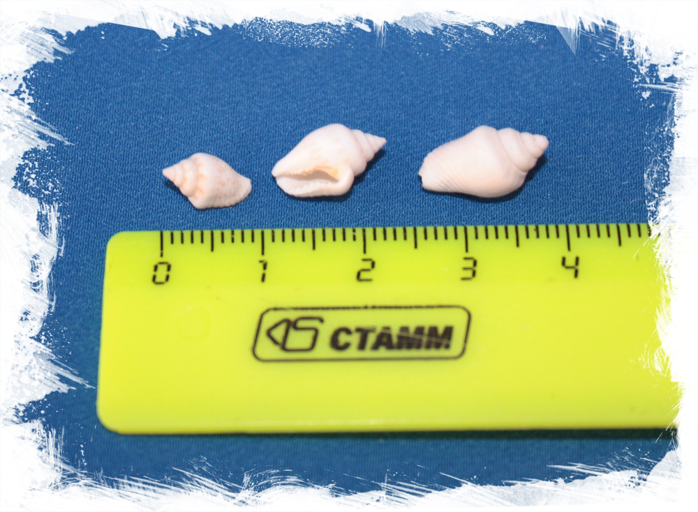 Насса отбеленная, 0,7-1,8см, 100гр, 500шт