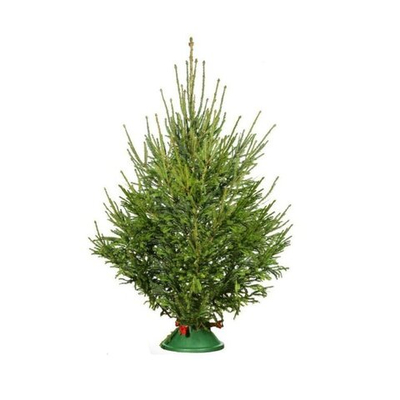 Ель премиум до 2,5 м