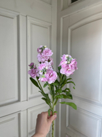 Маттиола кустовая в розовом оттенке