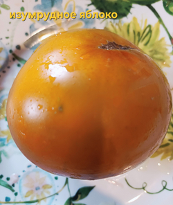 ИЗУМРУДНОЕ ЯБЛОКО