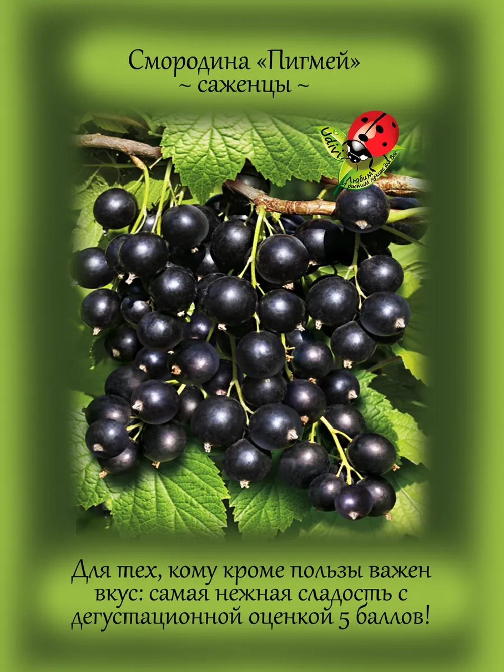 Смородина Пигмей черная очень сладкая