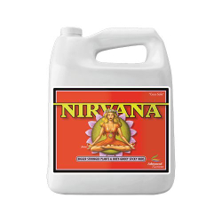 Nirvana