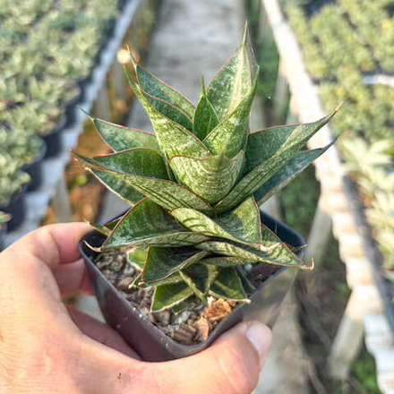 Сансевиерия DRAGON SCALE