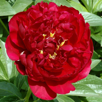 Пион Олд Фейтфулл