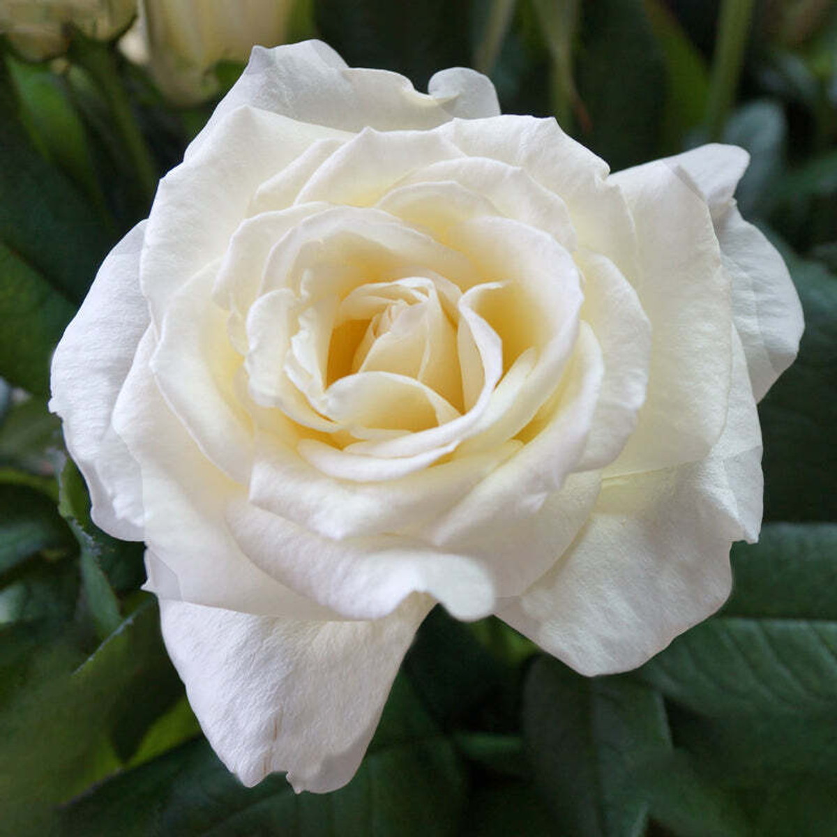 Норма Джин — букет невероятных белых ароматных роз