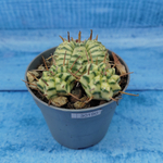 Euphorbia meloformis f. Variegated (Эуфорбия вариегатная)