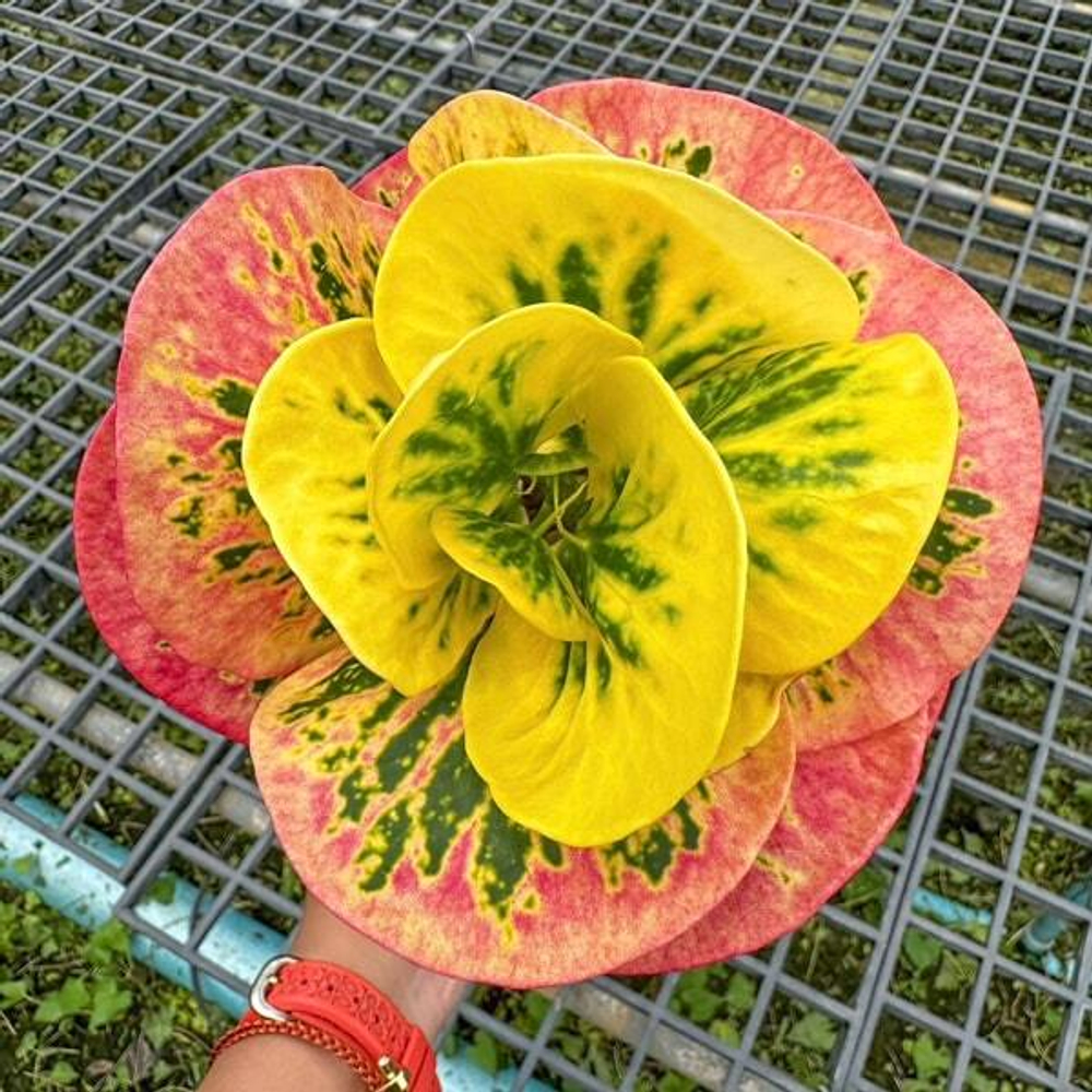 Кротон SUNRISE – RUNG THIWA (V74)