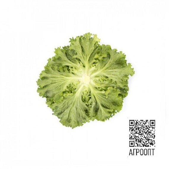 Ландау семена салата лолло блонда (Rijk Zwaan / ALEXAGRO) культура – фото 13