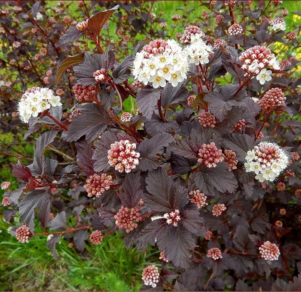 Пузыреплодник "ШУХ"