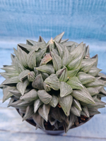 Haworthia Atrofusca Mutant (Хавортия)