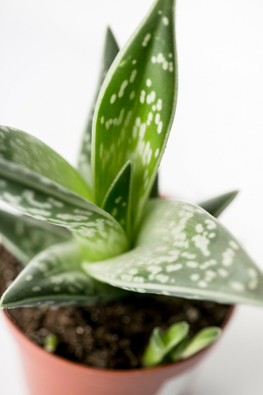 Алоэ Пестрое