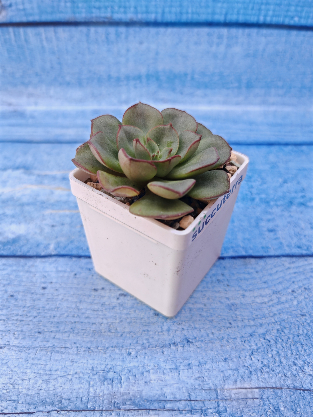 Echeveria Morani (Эхеверия)