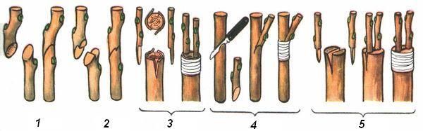 Прививка плодовых деревьев для начинающих: простые способы Прививка плодовых деревьев для начинающих: простые способы