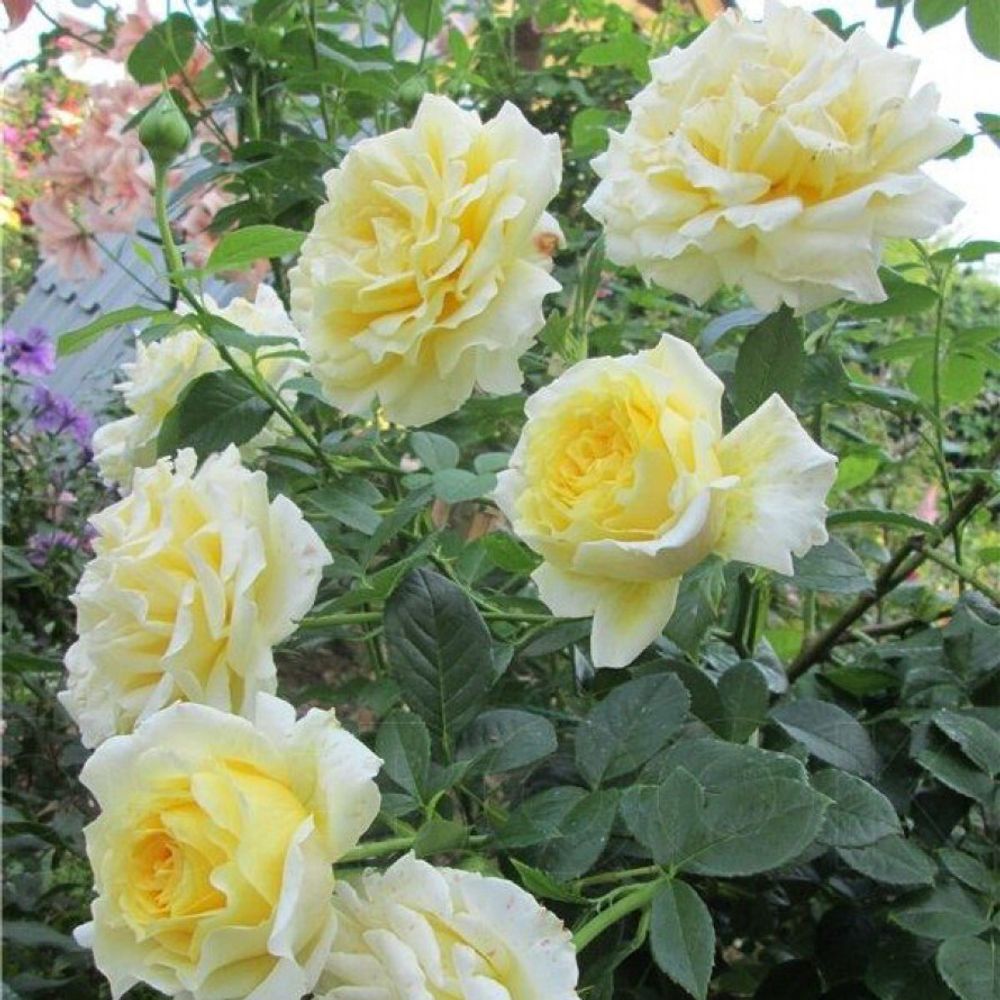 Сирано де Бержерак (Cyrano de Bergerac)