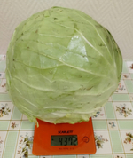 Тобия F1 семена капусты белокочанной (Seminis / Семинис)