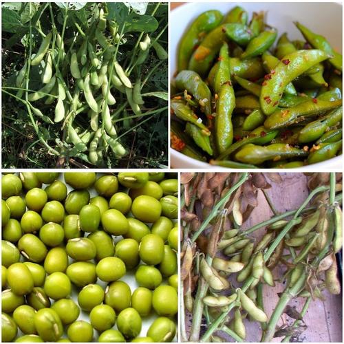 Зелёная Ультраскороспелая Овощная Соя - Эдамамэ